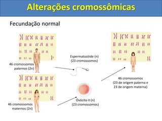 Fecundação normal
46 cromossomos
paternos (2n)
46 cromossomos
maternos (2n)
Espermatozóide (n)
(23 cromossomos)
Óvócito II (n)
(23 cromossomos)
46 cromossomos
(23 de origem paterna e
23 de origem materna)
Alterações cromossômicas
 