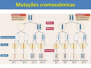 Mutações cromossômicas
 