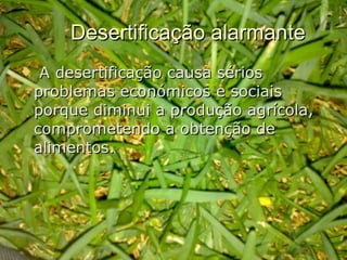 Desertificação alarmante  A desertificação causa sérios problemas económicos e sociais porque diminui a produção agrícola, comprometendo a obtenção de alimentos. 