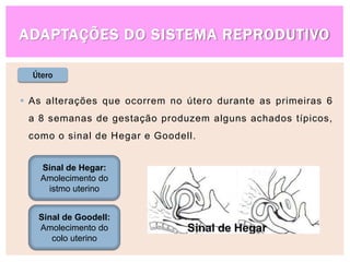 Útero
 As alterações que ocorrem no útero durante as primeiras 6
a 8 semanas de gestação produzem alguns achados típicos,
como o sinal de Hegar e Goodell.
Sinal de Hegar:
Amolecimento do
istmo uterino
Sinal de Goodell:
Amolecimento do
colo uterino
ADAPTAÇÕES DO SISTEMA REPRODUTIVO
 