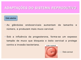 ADAPTAÇÕES DO SISTEMA REPRODUTIVO
Colo uterino
 As glândulas endocervicais aumentam de tamanho e
número, e produzem mais muco cervical.
 Sob a influência da progesterona, forma-se um expesso
tampão de muco que bloqueia o óstio cervical a protege
contra a invasão bacteriana.
Óstio cervical
 