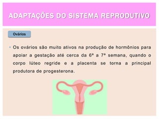 ADAPTAÇÕES DO SISTEMA REPRODUTIVO
Ovários
 Os ovários são muito ativos na produção de hormônios para
apoiar a gestação até cerca da 6ª a 7ª semana, quando o
corpo lúteo regride e a placenta se torna a principal
produtora de progesterona.
 