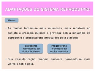 ADAPTAÇÕES DO SISTEMA REPRODUTIVO
Mamas
 As mamas tornam-se mais volumosas, mais sensíveis ao
contato e crescem durante a gravidez sob a influência do
estrogênio e progesterona produzidos pela placenta.
 Sua vascularização também aumenta, tornando-se mais
visíveis sob a pela.
Estrogênio
- Ramificação dos
ductos lactíferos
Progesterona
- Formação dos
lóbulos mamários
 