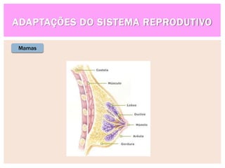 ADAPTAÇÕES DO SISTEMA REPRODUTIVO
Mamas
 