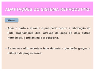 ADAPTAÇÕES DO SISTEMA REPRODUTIVO
Mamas
 Após o parto e durante o puerpério ocorre a fabricação do
leite propriamente dito, através da ação de dois outros
hormônios, a prolactina e a ocitocina.
 As mamas não secretam leite durante a gestação graças a
inibição da progesterona.
 