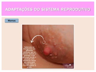 ADAPTAÇÕES DO SISTEMA REPRODUTIVO
Mamas
 
