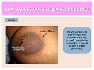 ADAPTAÇÕES DO SISTEMA REPRODUTIVO
Mamas
Há um aumento da
pigmentação dos
mamilos e aréolas,
tornando seus limites
imprecidos, o que dá
origem a aréola
secundária.
 