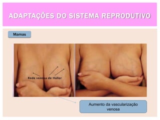 ADAPTAÇÕES DO SISTEMA REPRODUTIVO
Mamas
Aumento da vascularização
venosa
 