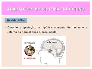 ADAPTAÇÕES DO SISTEMA ENDÓCRINO
Glândula Hipófise
 Durante a gestação, a hipófise aumenta de tamanho e
retorna ao normal após o nascimento.
 