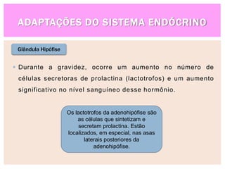 ADAPTAÇÕES DO SISTEMA ENDÓCRINO
Glândula Hipófise
 Durante a gravidez, ocorre um aumento no número de
células secretoras de prolactina (lactotrofos) e um aumento
significativo no nível sanguíneo desse hormônio.
Os lactotrofos da adenohipófise são
as células que sintetizam e
secretam prolactina. Estão
localizados, em especial, nas asas
laterais posteriores da
adenohipófise.
 