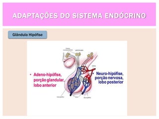 ADAPTAÇÕES DO SISTEMA ENDÓCRINO
Glândula Hipófise
 