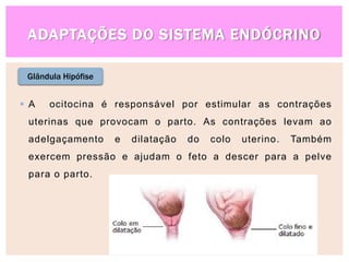 ADAPTAÇÕES DO SISTEMA ENDÓCRINO
Glândula Hipófise
 A ocitocina é responsável por estimular as contrações
uterinas que provocam o parto. As contrações levam ao
adelgaçamento e dilatação do colo uterino. Também
exercem pressão e ajudam o feto a descer para a pelve
para o parto.
 