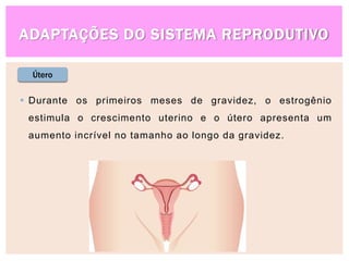 ADAPTAÇÕES DO SISTEMA REPRODUTIVO
 Durante os primeiros meses de gravidez, o estrogênio
estimula o crescimento uterino e o útero apresenta um
aumento incrível no tamanho ao longo da gravidez.
Útero
 