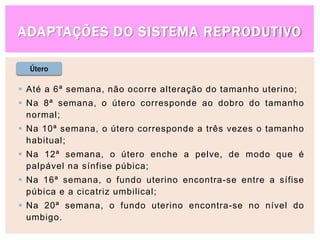 ADAPTAÇÕES DO SISTEMA REPRODUTIVO
Útero
 Até a 6ª semana, não ocorre alteração do tamanho uterino;
 Na 8ª semana, o útero corresponde ao dobro do tamanho
normal;
 Na 10ª semana, o útero corresponde a três vezes o tamanho
habitual;
 Na 12ª semana, o útero enche a pelve, de modo que é
palpável na sínfise púbica;
 Na 16ª semana, o fundo uterino encontra-se entre a sífise
púbica e a cicatriz umbilical;
 Na 20ª semana, o fundo uterino encontra-se no nível do
umbigo.
 