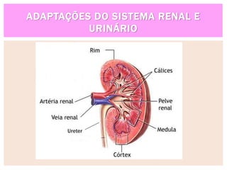 ADAPTAÇÕES DO SISTEMA RENAL E
URINÁRIO
Ureter
 