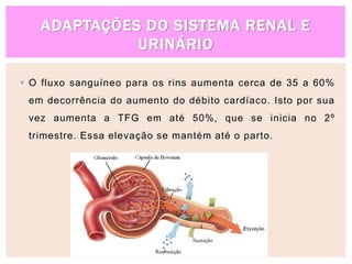 ADAPTAÇÕES DO SISTEMA RENAL E
URINÁRIO
 O fluxo sanguíneo para os rins aumenta cerca de 35 a 60%
em decorrência do aumento do débito cardíaco. Isto por sua
vez aumenta a TFG em até 50%, que se inicia no 2º
trimestre. Essa elevação se mantém até o parto.
 