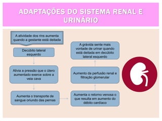 ADAPTAÇÕES DO SISTEMA RENAL E
URINÁRIO
Decúbito lateral
esquerdo
Alivia a pressão que o útero
aumentado exerce sobre a
veia cava
Aumenta o transporte de
sangue oriundo das pernas
Aumenta o retorno venosa o
que resulta em aumento do
débito cardíaco
Aumento da perfusão renal e
filtração glomerular
A grávida sente mais
vontade de urinar quando
está deitada em decúbito
lateral esquerdo
A atividade dos rins aumenta
quando a gestante está deitada
 