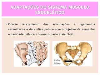 ADAPTAÇÕES DO SISTEMA MÚSCULO
ESQUELÉTICO
 Ocorre relaxamento das articulações e ligamentos
sacroilíacos e da sínfise púbica com o objetivo de aumentar
a cavidade pélvica e tornar o parto mais fácil.
 