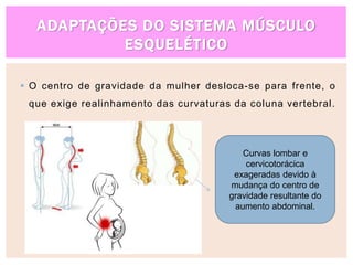 ADAPTAÇÕES DO SISTEMA MÚSCULO
ESQUELÉTICO
 O centro de gravidade da mulher desloca-se para frente, o
que exige realinhamento das curvaturas da coluna vertebral.
Curvas lombar e
cervicotorácica
exageradas devido à
mudança do centro de
gravidade resultante do
aumento abdominal.
 