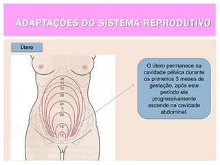 ADAPTAÇÕES DO SISTEMA REPRODUTIVO
Útero
O útero permanece na
cavidade pélvica durante
os primeiros 3 meses de
gestação, após este
período ele
progressivamente
ascende na cavidade
abdominal.
 