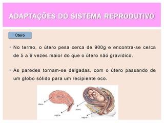 ADAPTAÇÕES DO SISTEMA REPRODUTIVO
Útero
 No termo, o útero pesa cerca de 900g e encontra-se cerca
de 5 a 6 vezes maior do que o útero não gravídico.
 As paredes tornam-se delgadas, com o útero passando de
um globo sólido para um recipiente oco.
 