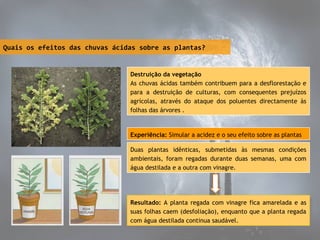 Quais os efeitos das chuvas ácidas sobre as plantas?

Destruição da vegetação
As chuvas ácidas também contribuem para a desflorestação e
para a destruição de culturas, com consequentes prejuízos
agrícolas, através do ataque dos poluentes directamente às
folhas das árvores .

Experiência: Simular a acidez e o seu efeito sobre as plantas
Duas plantas idênticas, submetidas às mesmas condições
ambientais, foram regadas durante duas semanas, uma com
água destilada e a outra com vinagre.

Resultado: AAplanta regada com vinagre fica amarelada eeas
Resultado: planta regada com vinagre fica amarelada as
suas folhas caem (desfoliação), enquanto que aaplanta regada
suas folhas caem (desfoliação), enquanto que planta regada
com água destilada continua saudável.
com água destilada continua saudável.

 