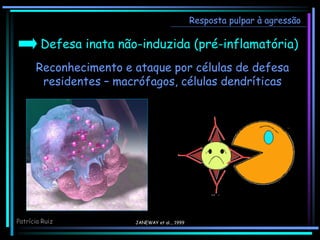 Defesa inata não-induzida (pré-inflamatória)
Reconhecimento e ataque por células de defesa
residentes – macrófagos, células dendríticas
Resposta pulpar à agressão
JANEWAY et al.., 1999
Patrícia Ruiz
 