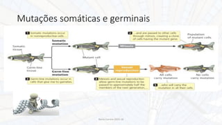 Nuno Correia 2015-16
Mutações somáticas e germinais
 