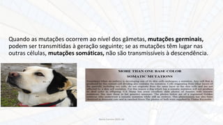 Quando as mutações ocorrem ao nível dos gâmetas, mutações germinais,
podem ser transmitidas à geração seguinte; se as mutações têm lugar nas
outras células, mutações somáticas, não são transmissíveis à descendência.
Nuno Correia 2015-16
 