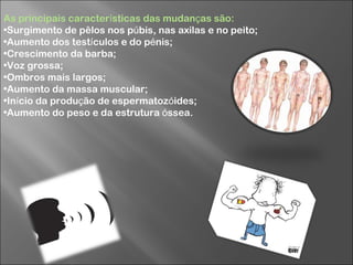 As principais caracter í sticas das mudan ç as são: Surgimento de pêlos nos p ú bis, nas axilas e no peito;  Aumento dos test í culos e do p é nis;  Crescimento da barba;  Voz grossa;  Ombros mais largos;  Aumento da massa muscular;  In í cio da produ ç ão de espermatoz ó ides;  Aumento do peso e da estrutura  ó ssea. 