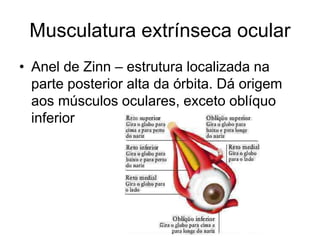 Musculatura extrínseca ocular 
• Anel de Zinn – estrutura localizada na 
parte posterior alta da órbita. Dá origem 
aos músculos oculares, exceto oblíquo 
inferior 
 