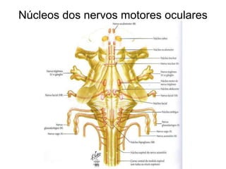 Núcleos dos nervos motores oculares 
 