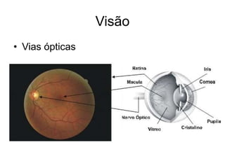 Visão 
• Vias ópticas 
 