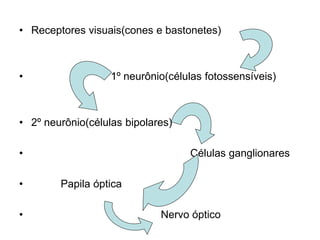 • Receptores visuais(cones e bastonetes) 
• 1º neurônio(células fotossensíveis) 
• 2º neurônio(células bipolares) 
• Células ganglionares 
• Papila óptica 
• Nervo óptico 
 