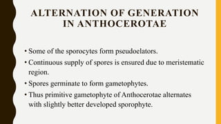 ALTERNATION OF GENERATION
IN ANTHOCEROTAE
• Some of the sporocytes form pseudoelators.
• Continuous supply of spores is ensured due to meristematic
region.
• Spores germinate to form gametophytes.
• Thus primitive gametophyte of Anthocerotae alternates
with slightly better developed sporophyte.
 