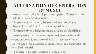 ALTERNATION OF GENERATION
IN MUSCI
• Comparatively better developed gametophyte of Musci alternates
with better developed sporophyte.
• The gametophyte is erect ,differentiated into rhizoid, stem
like(caulloid) and leaf like structures (phylloids).
• The gametophyte is independent ,autotrophic and free living.
• Gametophyte gives rise to sex organs and gametes (haploid).
• Gametes fuse to form zygote (diploid) in presence of water.
• Sporophyte better developed is semiparasitic, can manufacture its
own food material.
• Thus there is distinct alternation of generations.
 