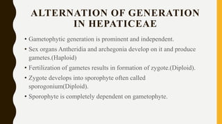 ALTERNATION OF GENERATION
IN HEPATICEAE
• Gametophytic generation is prominent and independent.
• Sex organs Antheridia and archegonia develop on it and produce
gametes.(Haploid)
• Fertilization of gametes results in formation of zygote.(Diploid).
• Zygote develops into sporophyte often called
sporogonium(Diploid).
• Sporophyte is completely dependent on gametophyte.
 