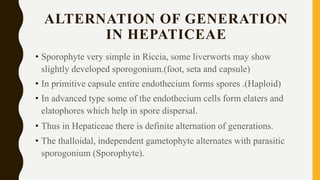 ALTERNATION OF GENERATION
IN HEPATICEAE
• Sporophyte very simple in Riccia, some liverworts may show
slightly developed sporogonium.(foot, seta and capsule)
• In primitive capsule entire endothecium forms spores .(Haploid)
• In advanced type some of the endothecium cells form elaters and
elatophores which help in spore dispersal.
• Thus in Hepaticeae there is definite alternation of generations.
• The thalloidal, independent gametophyte alternates with parasitic
sporogonium (Sporophyte).
 