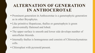 ALTERNATION OF GENERATION
IN ANTHOCEROTAE
• Prominent generation in Anthocerotae is a gametophytic generation
as in other Bryophytes.
• Like primitive Hepaticeae, thallus or gametophyte is green
,dorsiventrally flattened and lobed.
• The upper surface is smooth and lower side develops number of
unicellular rhizoids.
• Internally thallus is homogenous and consists of Chlorenchymatous
cells.
• Chloroplast with pyrenoid present.
 