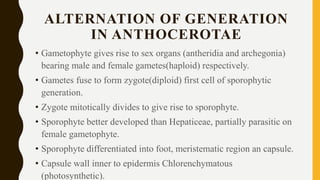ALTERNATION OF GENERATION
IN ANTHOCEROTAE
• Gametophyte gives rise to sex organs (antheridia and archegonia)
bearing male and female gametes(haploid) respectively.
• Gametes fuse to form zygote(diploid) first cell of sporophytic
generation.
• Zygote mitotically divides to give rise to sporophyte.
• Sporophyte better developed than Hepaticeae, partially parasitic on
female gametophyte.
• Sporophyte differentiated into foot, meristematic region an capsule.
• Capsule wall inner to epidermis Chlorenchymatous
(photosynthetic).
 