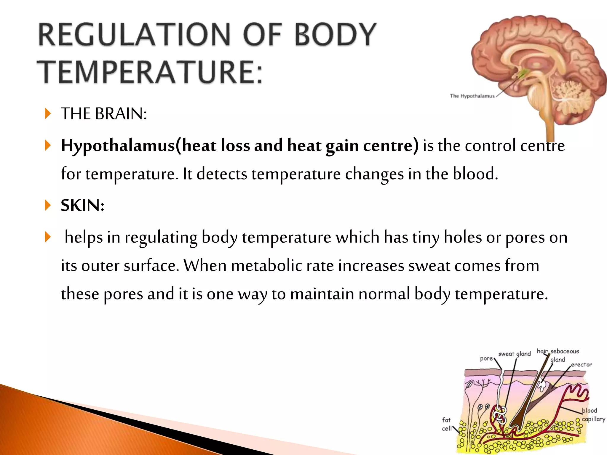  THEBRAIN:
 Hypothalamus(heat lossand heat gain centre)is the control centre
for temperature. It detects temperature changes in the blood.
 SKIN:
 helps in regulating body temperature which hastiny holes or pores on
its outer surface. When metabolic rate increases sweat comes from
these pores and it is one way to maintainnormal body temperature.
 