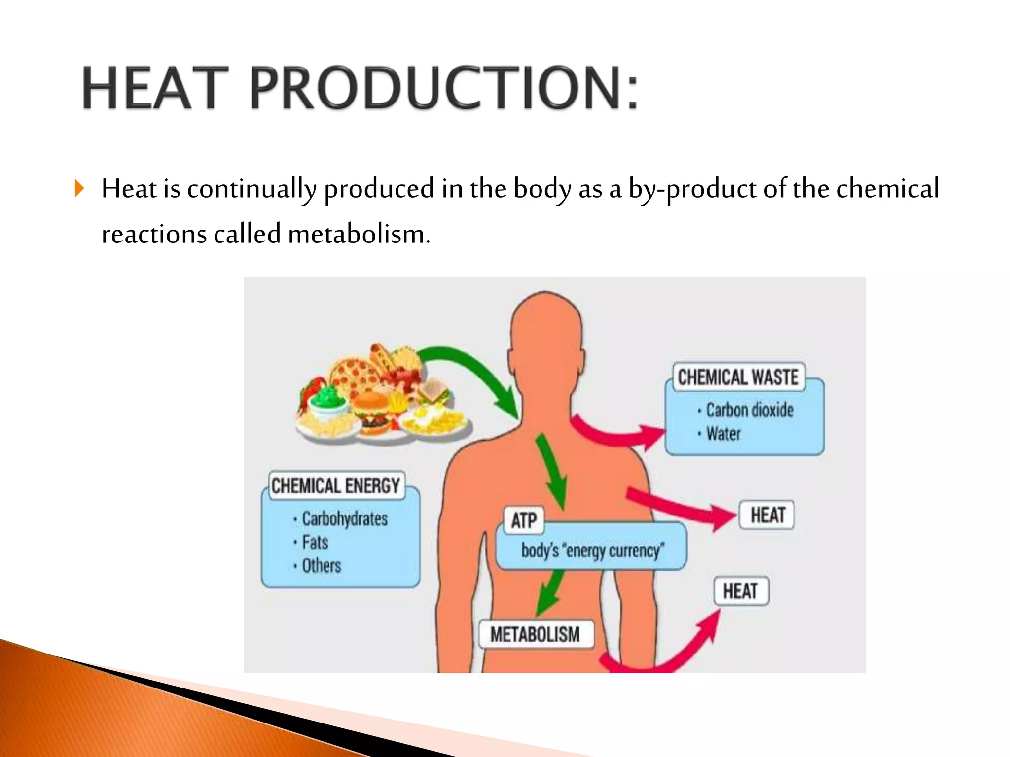  Heat is continually produced in the body as a by-product of the chemical
reactions calledmetabolism.
 