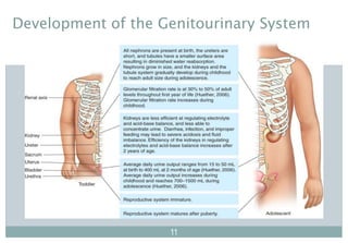 1111
11
Development of the Genitourinary System
 
