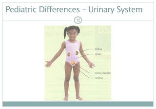 12
Pediatric Differences – Urinary System
12
 
