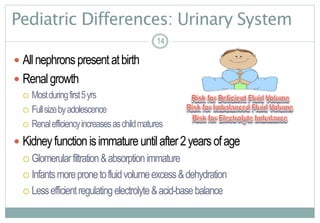 14
Pediatric Differences: Urinary System
 Allnephronspresentatbirth
 Renalgrowth
 Mostduringfirst5yrs
 Fullsizebyadolescence
 Renalefficiencyincreasesaschildmatures
 Kidneyfunctionisimmatureuntilafter2yearsofage
 Glomerularfiltration&absorptionimmature
 Infantsmorepronetofluidvolumeexcess&dehydration
 Lessefficientregulatingelectrolyte&acid-basebalance
1414
 