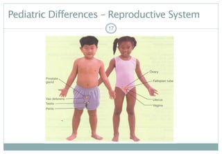 17
Pediatric Differences – Reproductive System
17
 