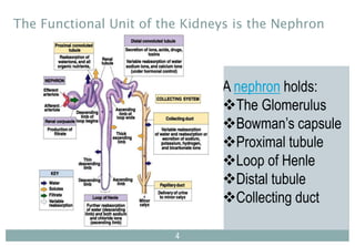 44
4
A nephron holds:
The Glomerulus
Bowman’s capsule
Proximal tubule
Loop of Henle
Distal tubule
Collecting duct
The Functional Unit of the Kidneys is the Nephron
 