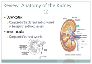 5
Review: Anatomy of the Kidney
 Outercortex
 Composedoftheglomeruliandconvoluted tubules
ofthenephronandbloodvessels
 Innermedulla
 Composedoftherenalpyramid
5
 