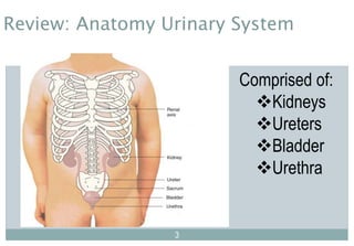 33
3
Comprised of:
Kidneys
Ureters
Bladder
Urethra
Review: Anatomy Urinary System
 
