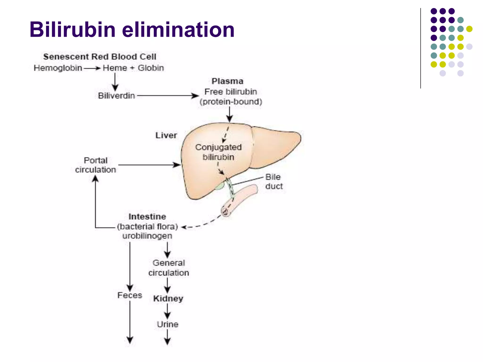 Bilirubin elimination
 
